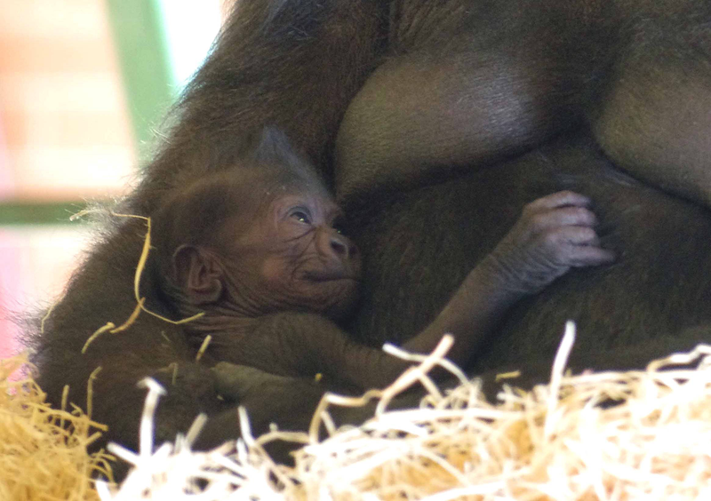 Illustration for article titled A baby gorilla has just been born at the Twycross Zoo in the UK!
